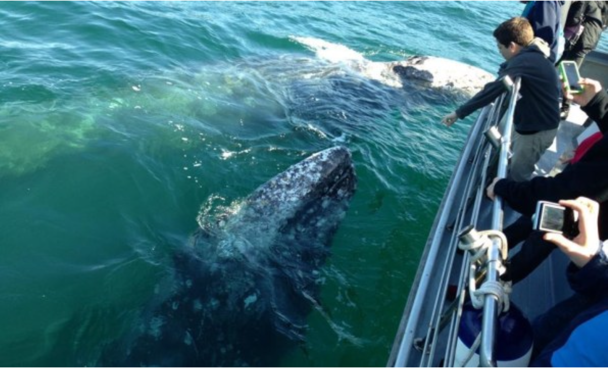 Whale surfacing beside a whale watching boat off the Oregon coast