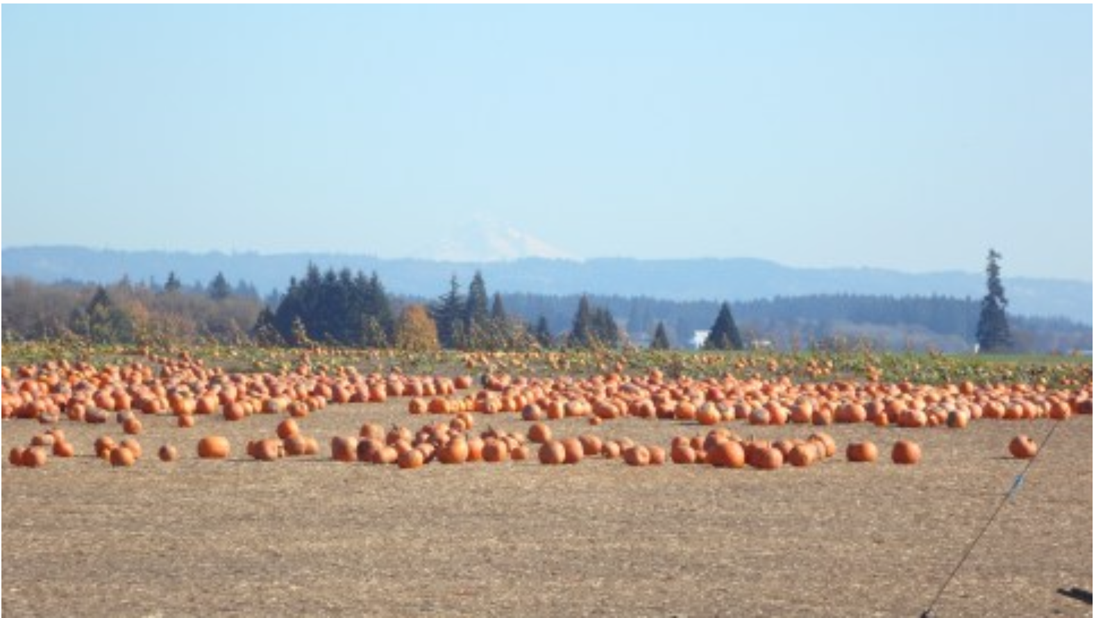 Pumpkin patch on Sauvie Island