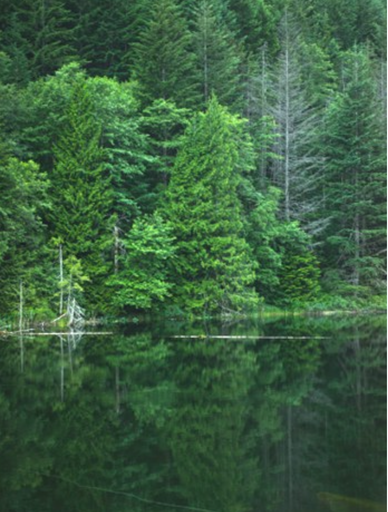 Evergreen forest reflected in a still lake